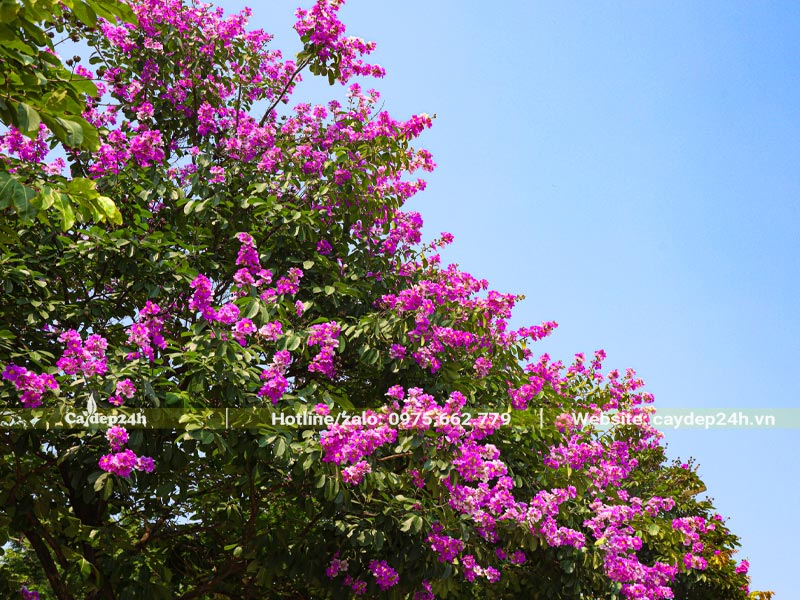 Cây Bằng Lăng nở hoa tím rực rỡ