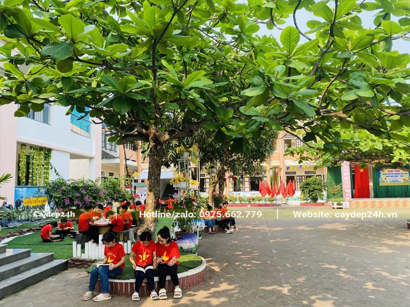 Các em học sinh đang nghỉ ngơi, đọc sách dưới gốc cây bàng