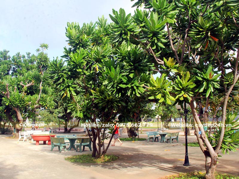 Hàng cây Bàng Vuông trồng trong khuôn viên một đơn vị Hải Quân ở Trường Sa