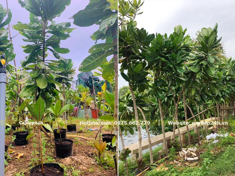 Cây đường kính nhỏ, chưa phân cành nhánh