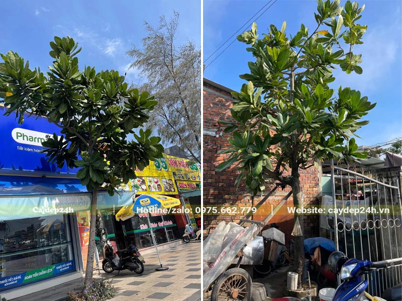 Trồng cây Bàng Vuông trên các tuyến phố hiện đại