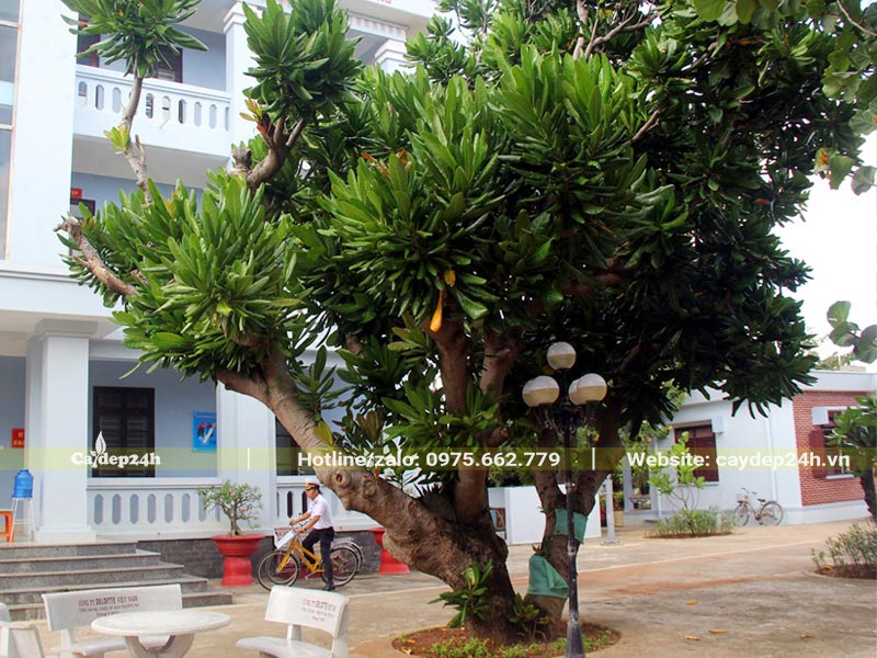 Cây Bàng Vuông cổ thụ trồng ở Trường Sa