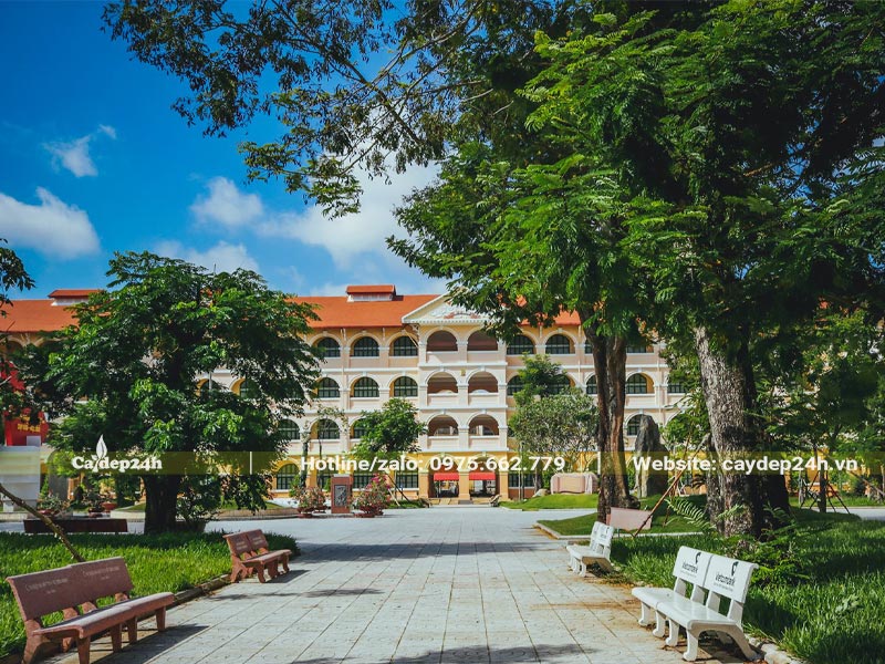 Các loại cây trồng trường học đẹp, an toàn