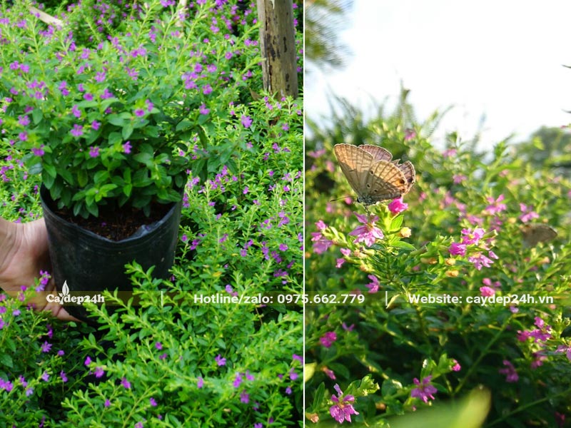 Mua cây Cẩm Tú Mai trồng viền trong khuôn viên trường học