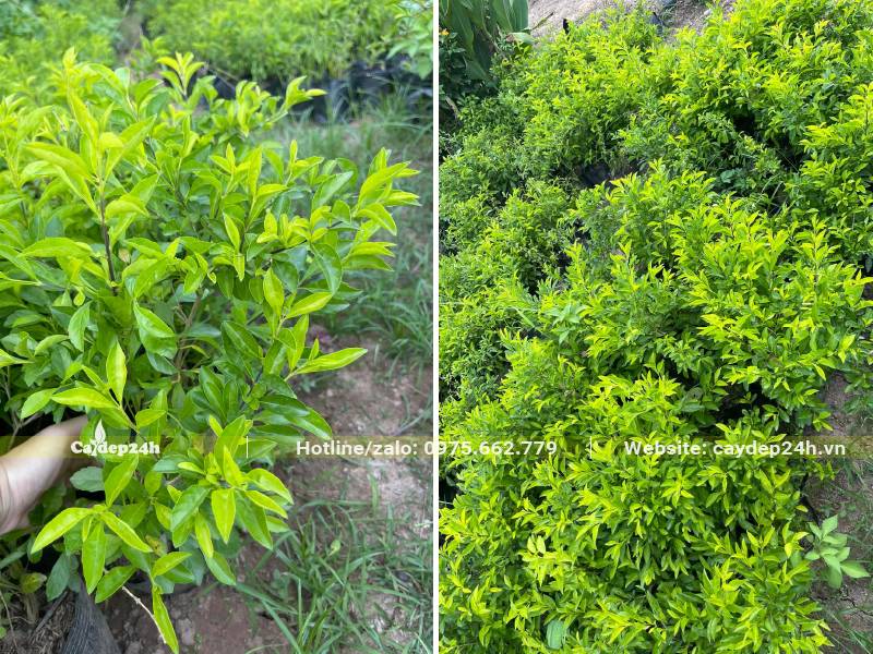 Kiểm tra chất lượng cây Chuỗi Ngọc trước khi xuất vườn