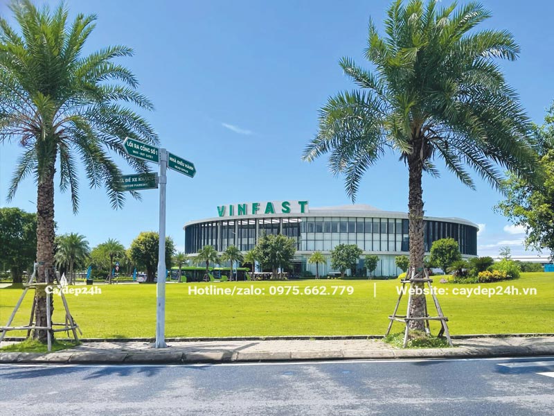 Hàng cây Chà Là trồng trong nhà áy sản xuất ô tô của Vinfast