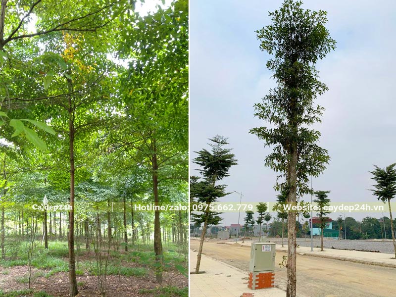 Cây Chiêu Liêu công trình cao hơn 4m trồng vỉa hè khu đô thị