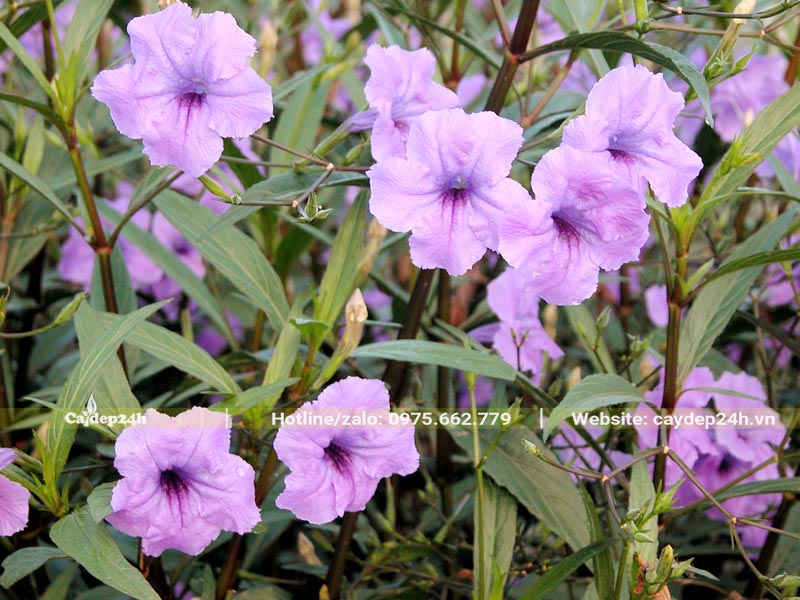 Hoa Chiều Tím có màu sắc nhẹ nhàng, tinh tế