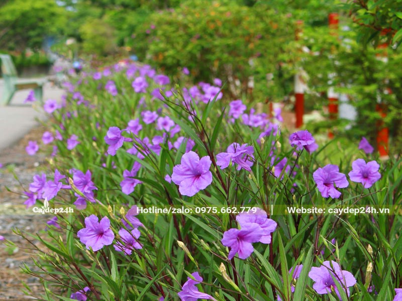 Hàng hoa Chiều Tím trồng tạo viền bên cạnh nối đi trong trường học