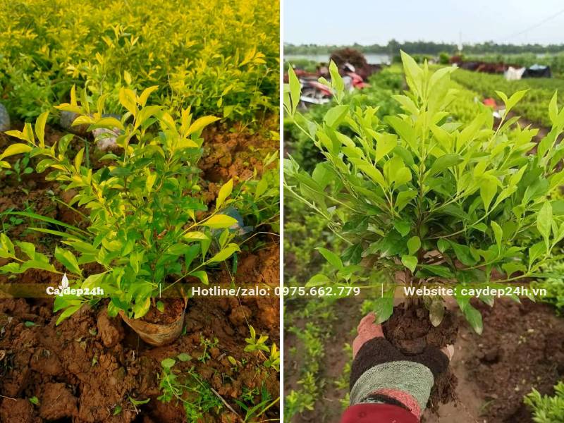 Chuỗi Ngọc trồng viền chiều cao khoảng 15cm