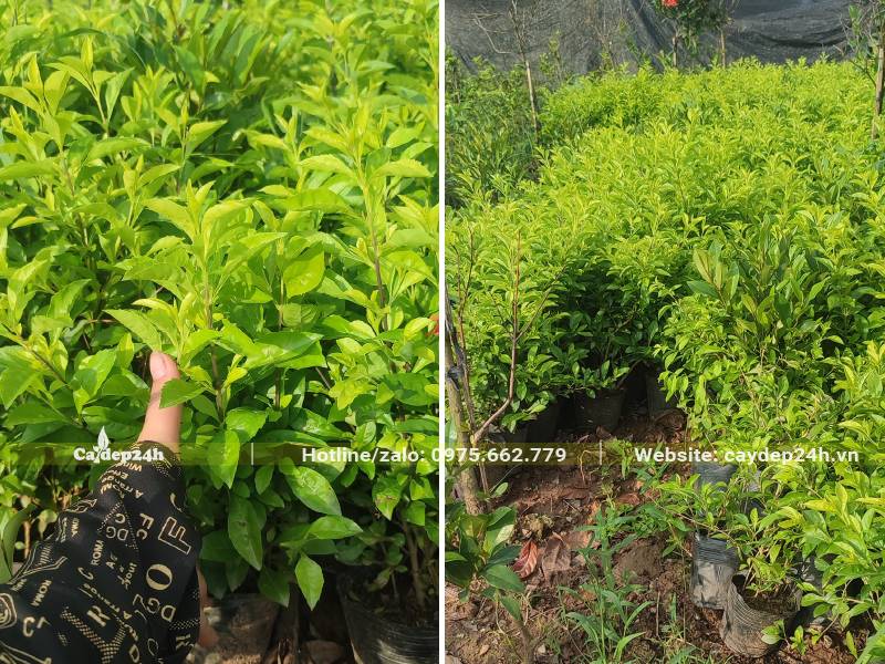 Kiểm tra tán lá phòng sâu bệnh cho cây Chuỗi Ngọc trưởng thành