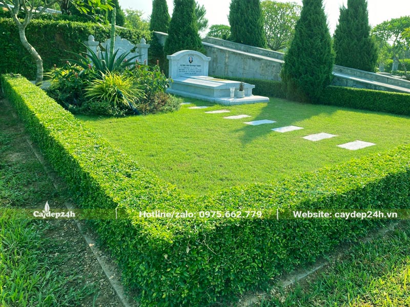 Trồng cây Chuỗi Ngọc thành hàng rào bao quanh khu mộ