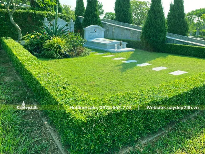 Trồng cây Chuỗi Ngọc thành hàng rào bao quanh khu mộ