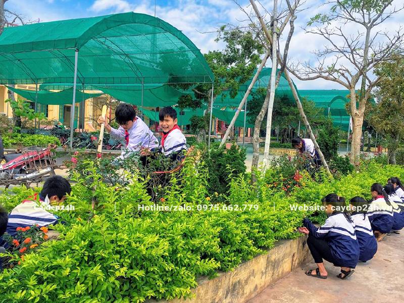 Cây Chuỗi Ngọc trồng viền trong sân trường