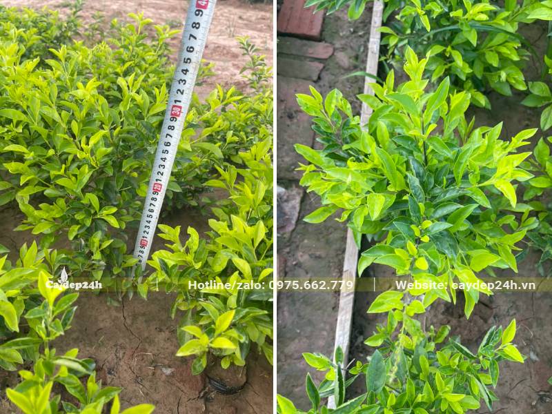 Đo chiều cao để chọn những cây Chuỗi Ngọc đủ điều kiện xuất vườn