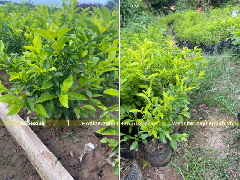 Chuỗi Ngọc trồng viền chiều cao 30cm trở lên