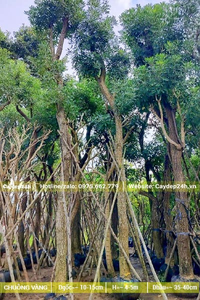 Chuông Vàng dâm ủ nhiều năm tay cành tỉa đang ra lá mới