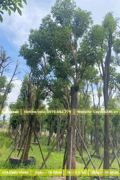 Cây đẹp, thân thẳng, tán đều, đã dâm ủ nhiều năm