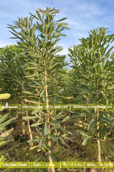 Vườn nhân giống và nuôi cây Chuông Vàng trong bầu