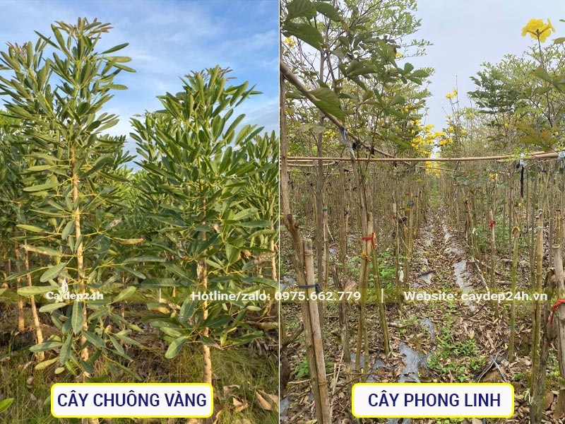 Hình ảnh cây chuông vàng thân gỗ và cây phong linh khi còn nhỏ