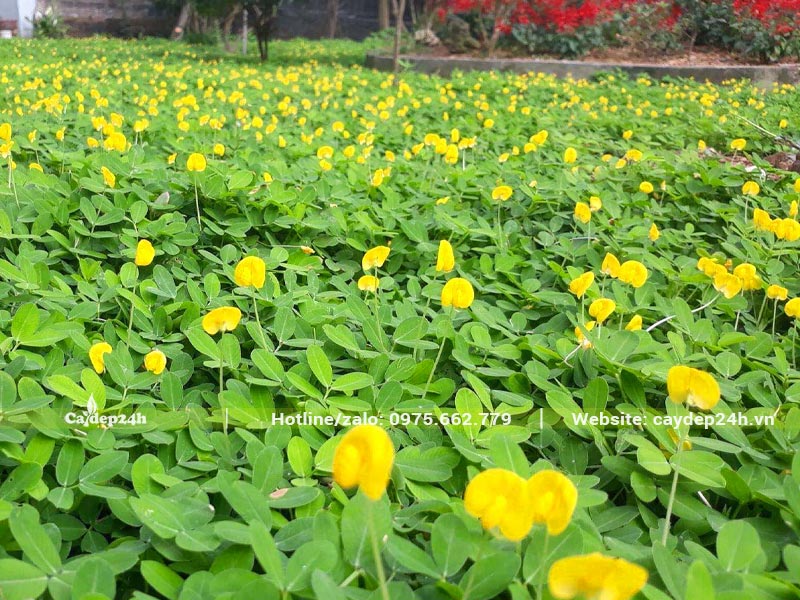 Thảm Cỏ Lạc trồng trong khuôn viên nhà máy