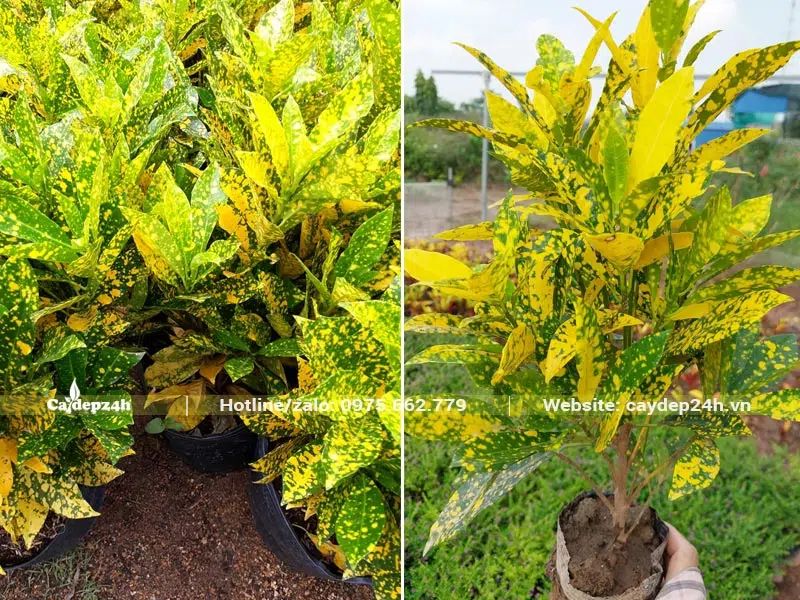 Mua cây Cô Tòng Lá Đốm trồng cho khu nghĩa trang, chiều cao khoảng 40 - 50cm