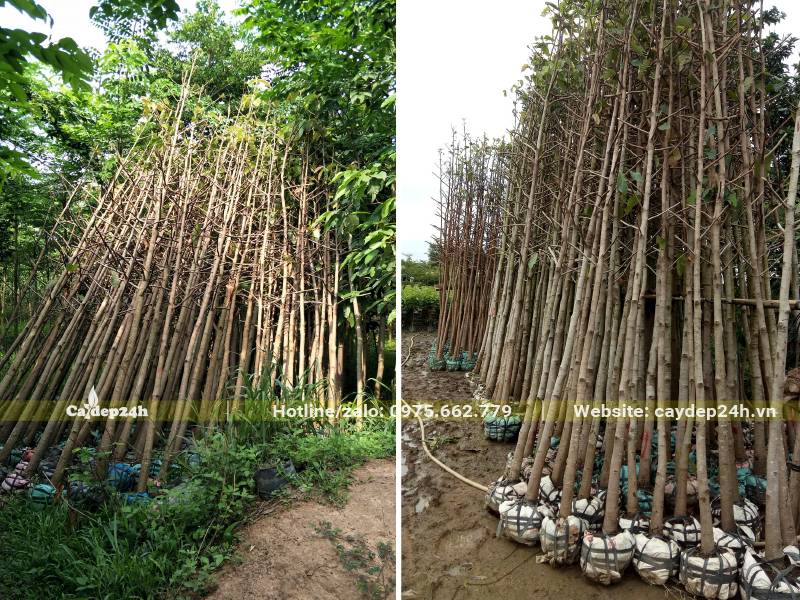 Hằng trăm cây dầu con rái cao 4 - 5m đã bọc sẵn bầu, để dưỡng ở nhà vườn