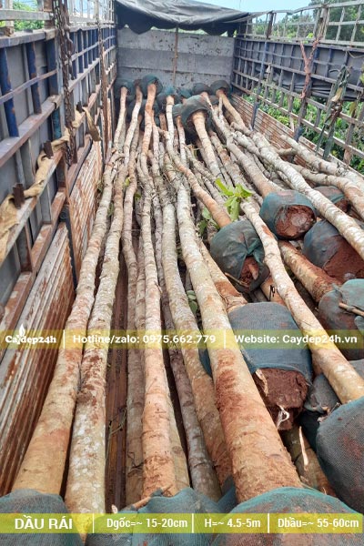 Xếp hàng trăm cây Dầu Con Rái lên xe, thân cây cao thẳng, đường kính khoảng 15 - 20cm