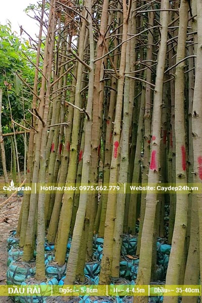Hàng chục cây Dầu Rái cao 4m, đk góc 8 - 10cm xếp thành đống lớn