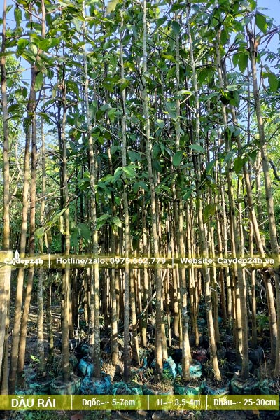 Cây nhỏ đường kính gốc khoảng 5cm