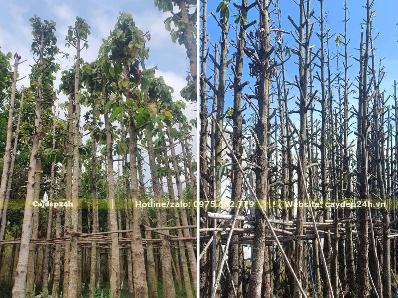 Cành nhánh được tỉa bỏ chỉ giữ lại khoảng 30 - 40cm (cành chính) trước khi dâm ủ