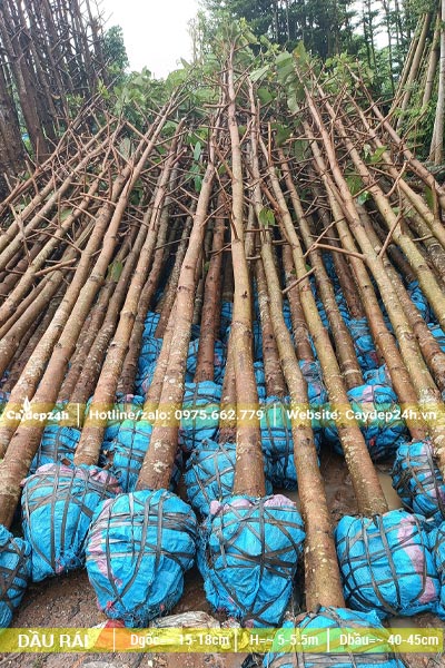 Cây Dầu Rái công trình cao thẳng, đường kính bầu 40cm
