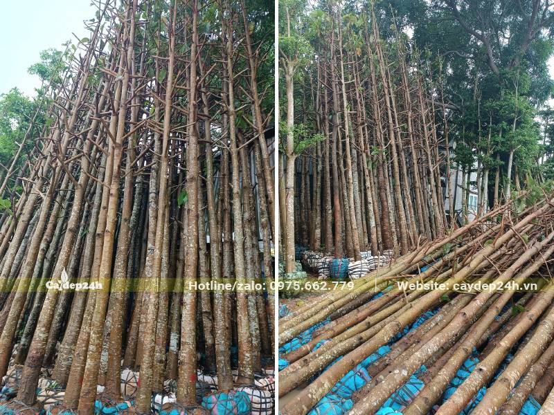 Khu tập kết cây Dầu Rái mới bứng bầu, đường kính gốc của cây từ 15 - 18cm