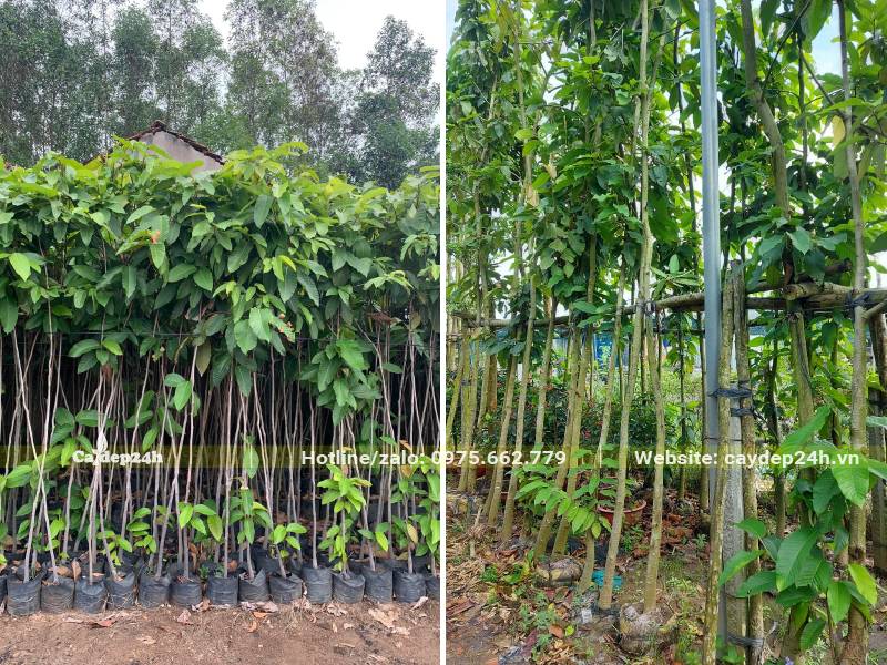 Cây giống Dầu Rái cao hơn 1m và cây kích thước nhỏ đường kính gốc 4 - 5cm