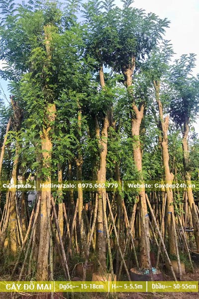 Cây Đỗ Mai công trình dâm ủ lâu năm thân cao, thẳng tắp, đường kính gốc 18cm