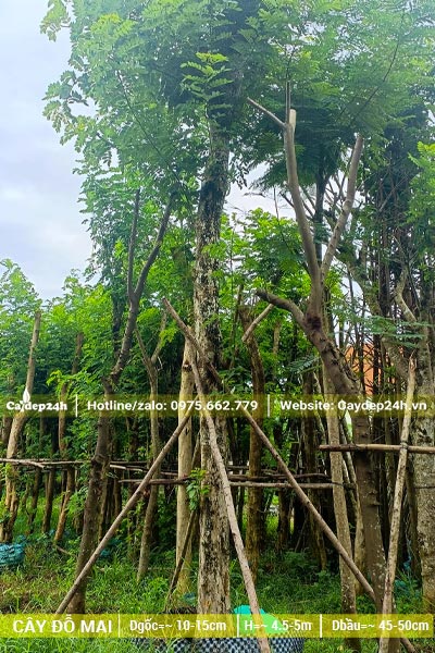 Thân cây cao, khung tán mới đẹp, đường kính đo cách gốc 1m là 12cm