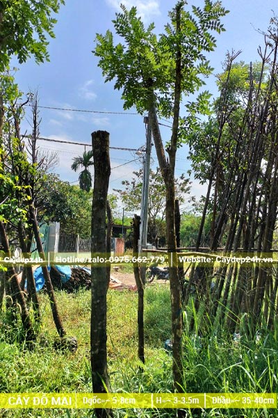 Vườn dâm ủ cây hoa Đỗ Mai cao hơn 3m, đường kính gốc 5cm