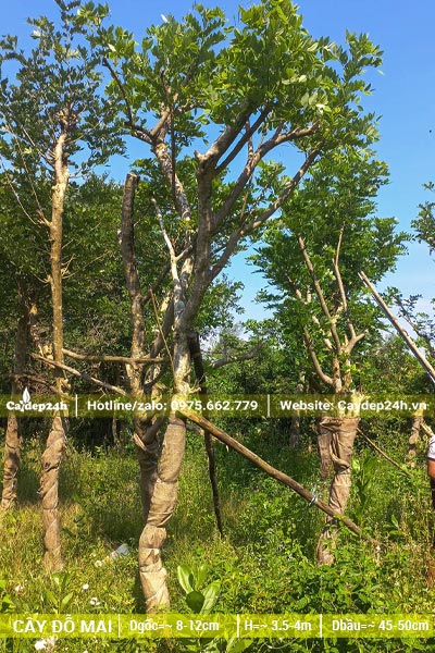 Vườn dưỡng cây Điệp Anh Đào lâu năm, cao 4m, vanh 30