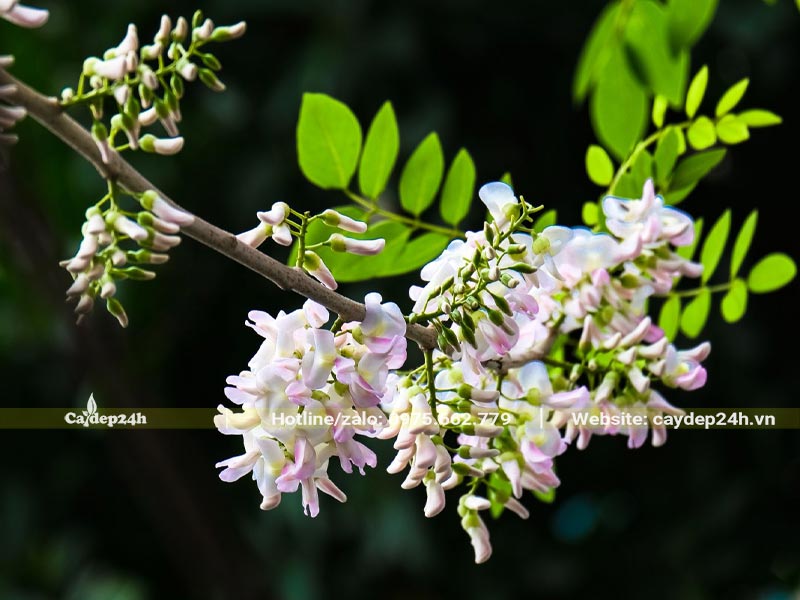 Chùm hoa Đỗ Mai xinh đẹp có màu hồng trắng ấn tượng
