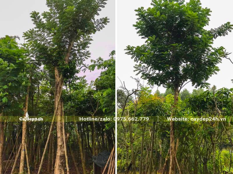 Dâm ủ cây Đỗ Mai cao 5m, vanh 30 - 40