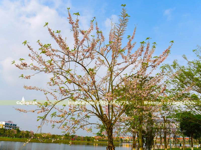 Hoa treo đầy trên tất cả các cành của cây Đỗ Mai - Đào Đậu trong công viên ở Bắc Ninh