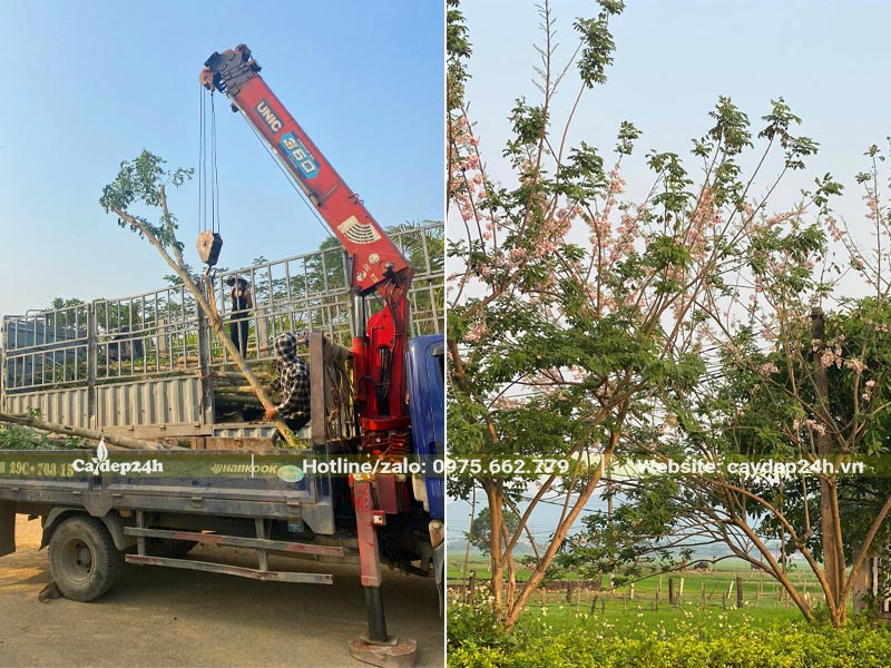 Bán cây Đỗ Mai trồng nhà máy, chiều cao khoảng 4m, đường kính gốc 5 - 8cm