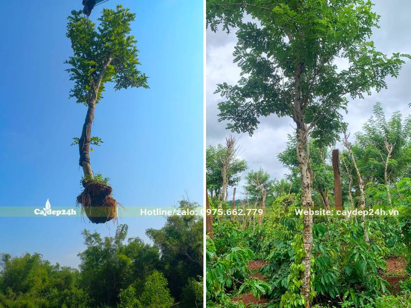 Trồng cây Đỗ Mai xen lẫn trong vườn cà phê