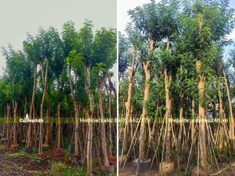 Vườn dưỡng cây Đỗ Mai trong bầu nổi, vanh 40 - 50, chiều cao 4 - 5m