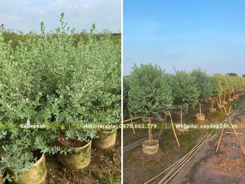 Vườn nhân giống và dưỡng ủ cây Tuyết Sơn Phi Hồng