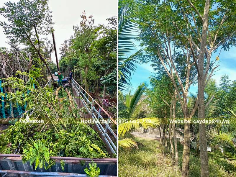 Hàng cây Me Tây đẹp