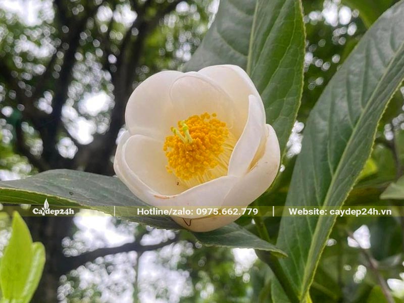 Bông hoa Hải Đường trắng bung nở