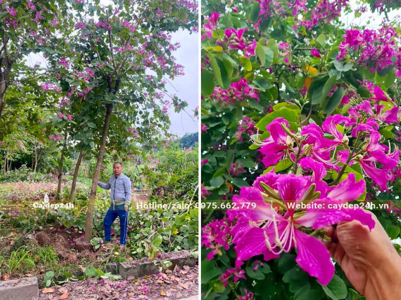 Bứng nóng cây Ban Tím đường kính gốc 12 - 15cm, đang ra hoa đẹp