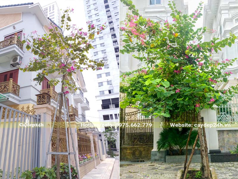 Cây Hoa Ban Tím trồng trước cổng nhà biệt thự