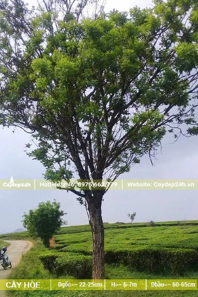 Cây hoa Hòe cổ thụ cao vút khoảng gần 10m, đường kính gốc 25 - 30cm